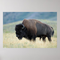 Bison des plaines américaines