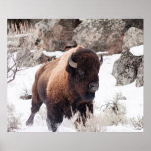 Poster Bison en cours