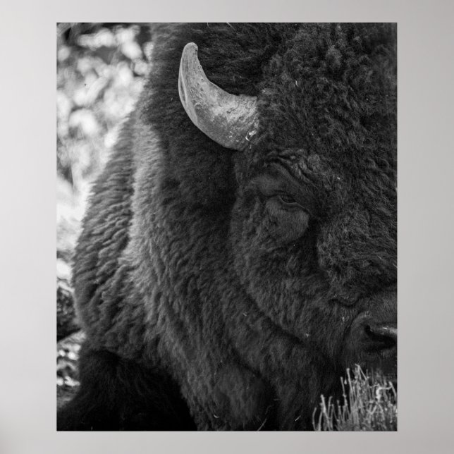 Poster Bison Moody Noir Blanc  (Devant)