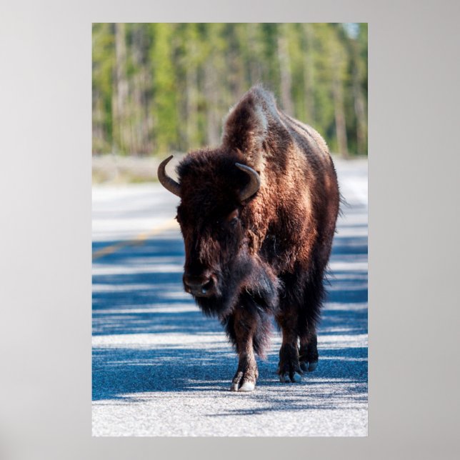 Poster Bison sur la route dans le parc national Yellowsto (Devant)