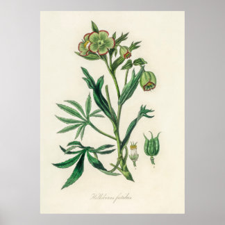 Poster Bistort (Polygonum bistorta) de Botnie Médicale