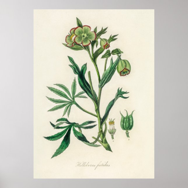 Poster Bistort (Polygonum bistorta) de Botnie Médicale (Devant)