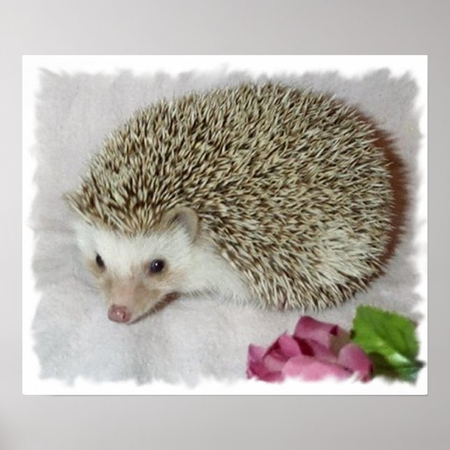 Poster Bitsy le hérisson (Devant)