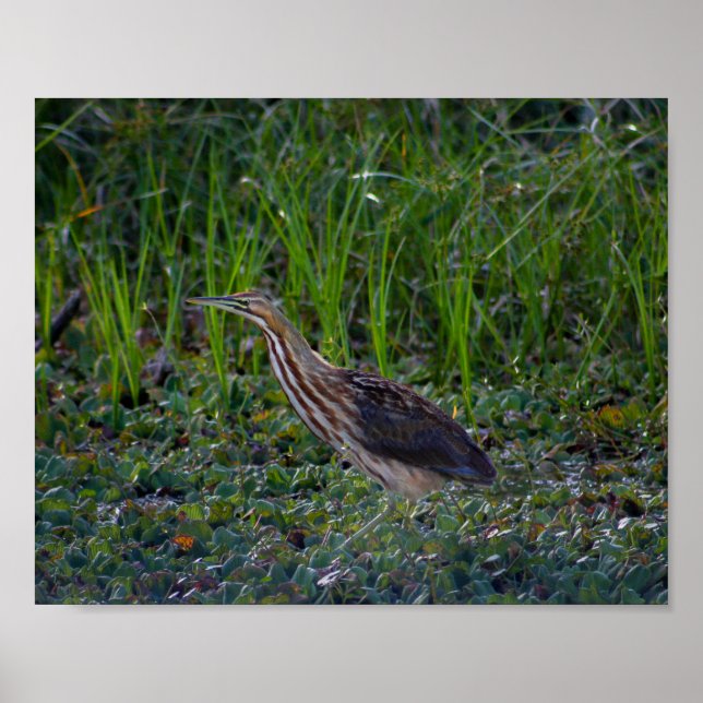 Poster Bittern Bird Photo Imprimer (Devant)