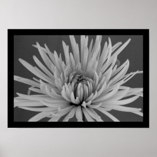 Poster Black and White Spider Mum