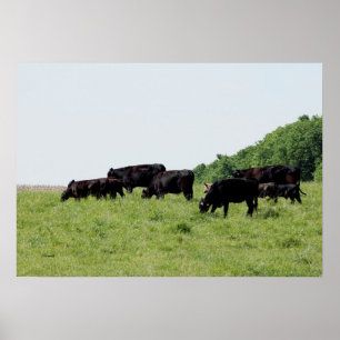 Poster Black Angus
