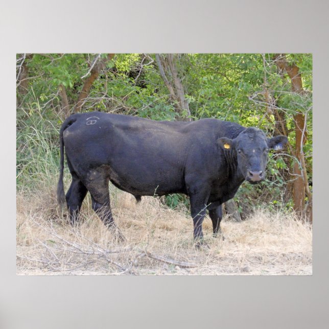 Poster Black Angus Bull (Devant)