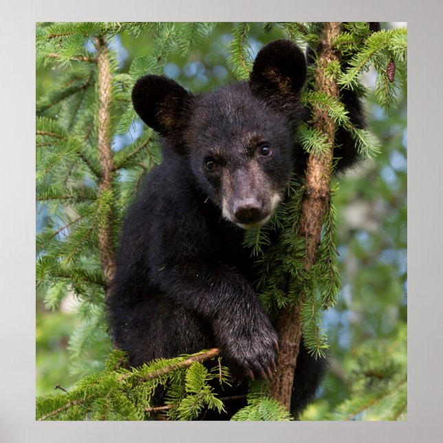Poster Black Bear Cub Jouer dans les arbres (Devant)