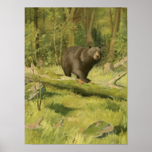 Poster Black Bear Stepping on a Tree Trunk