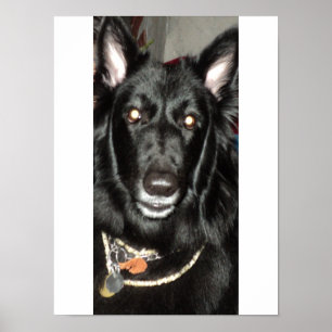 Poster Black Belgian Shepherd