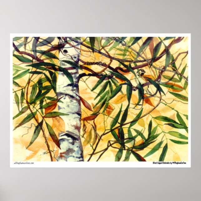 Poster "Black Capped Chickadee" PMACarlson (Devant)