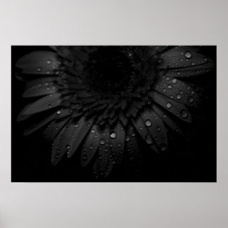 Poster Black Daisy
