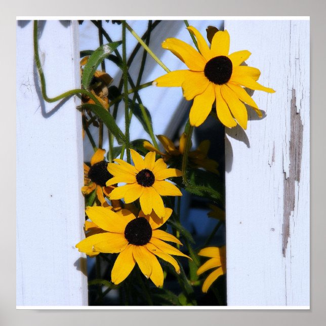 Poster Black Eyed Susan (Devant)
