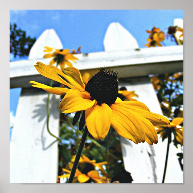 Poster Black Eyed Susan (Devant)