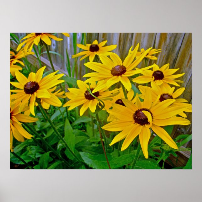 Poster Black Eyed Susan Fleurs sauvages (Devant)