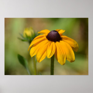 Poster Black Eyed Susan Flower Photographie