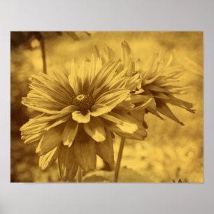 Poster Black Eyed Susan Flowers Sepia Vieille apparence V