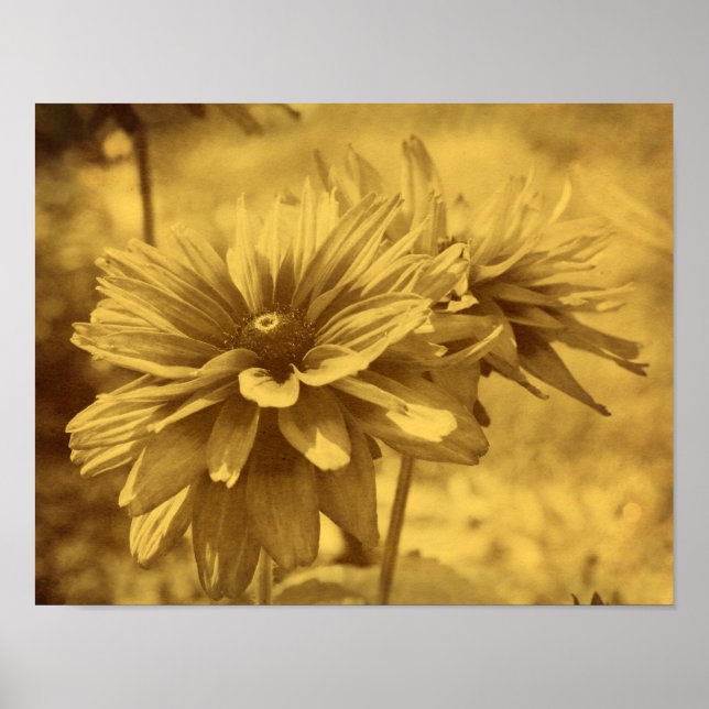 Poster Black Eyed Susan Flowers Sepia Vieille apparence V (Devant)