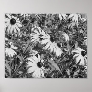 Poster Black Eyed Susan Garden noir blanc
