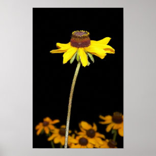 Poster Black Eyed Susan sur l'Arrière - plan noir