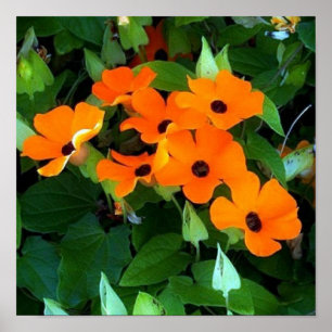 Poster Black Eyes Susan