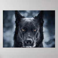 Black German Shepherd