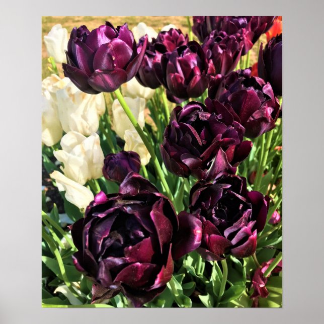 Poster Black Hero Tulips, Oregon (Devant)