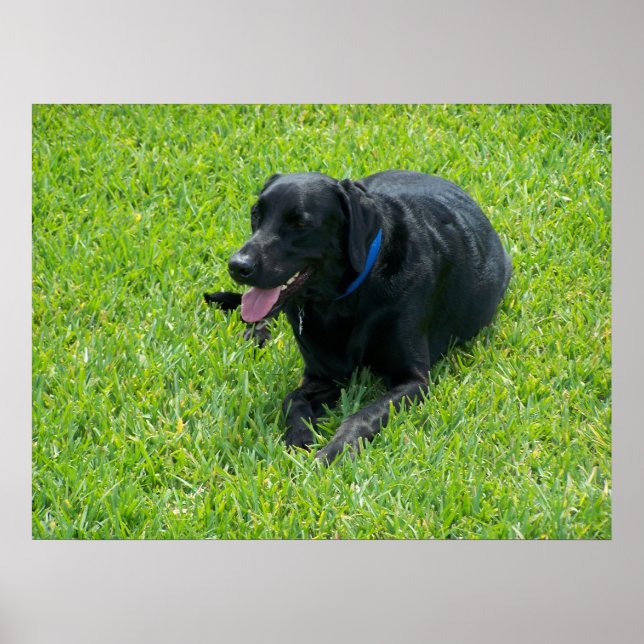 Poster Black Lab— Faire une pause (Devant)