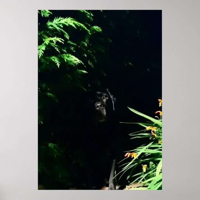 Poster Black Labrador cachette. (Devant)