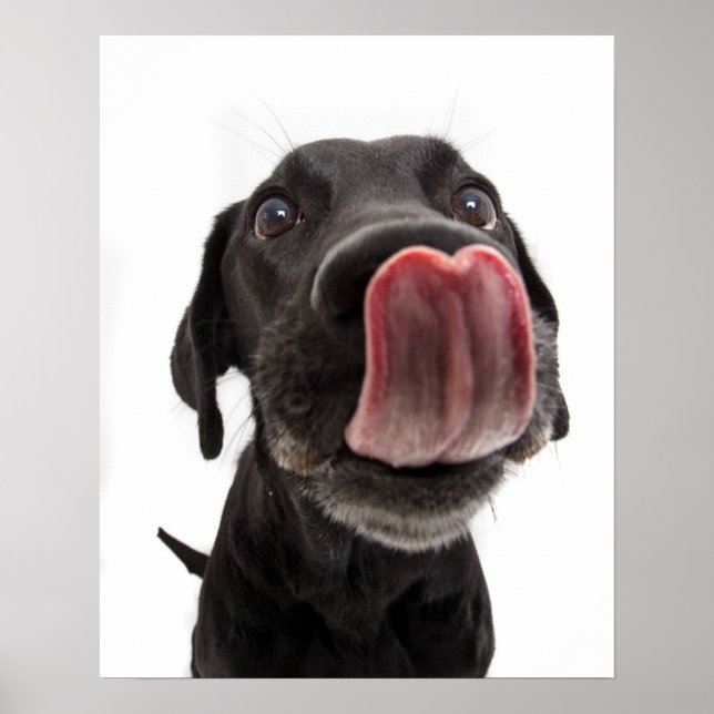 Poster Black Labrador Licking (Devant)