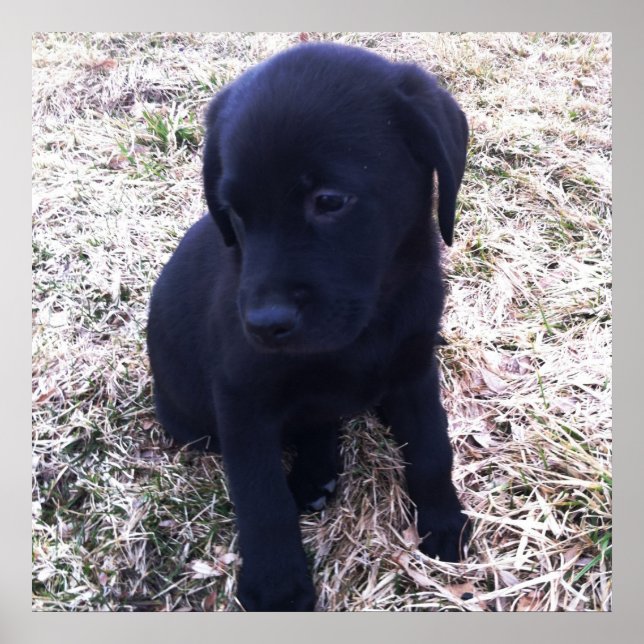Poster Black Labrador Retriever (Devant)