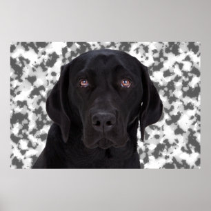 Poster Black Labrador Retriever