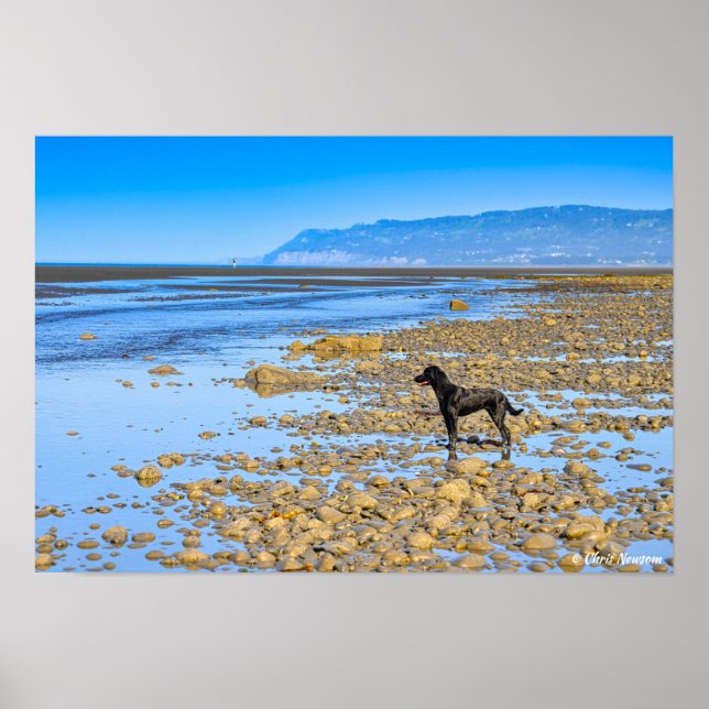 Poster Black Labrador sur la plage (Devant)