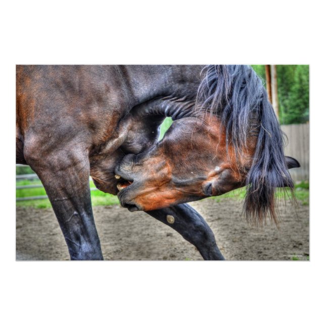 Poster Black Percheron Gelding Horse Preuve Photo (Devant)