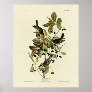 Poster Black-poll Warbler from Audubon's Birds of America
