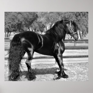 Poster Black stallion horse
