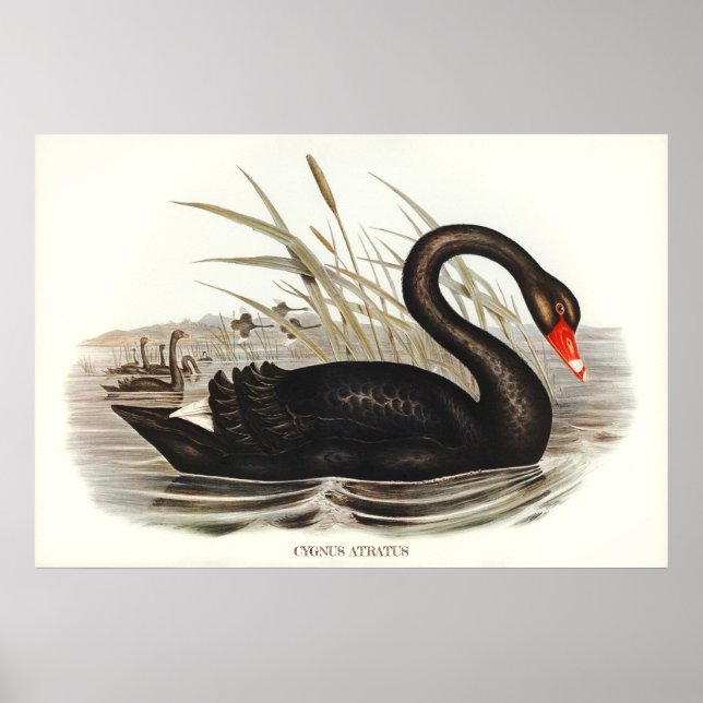 Poster Black Swan Vintage (Devant)