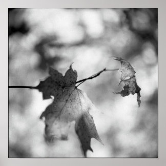 Poster Black & White Automne Wonderland