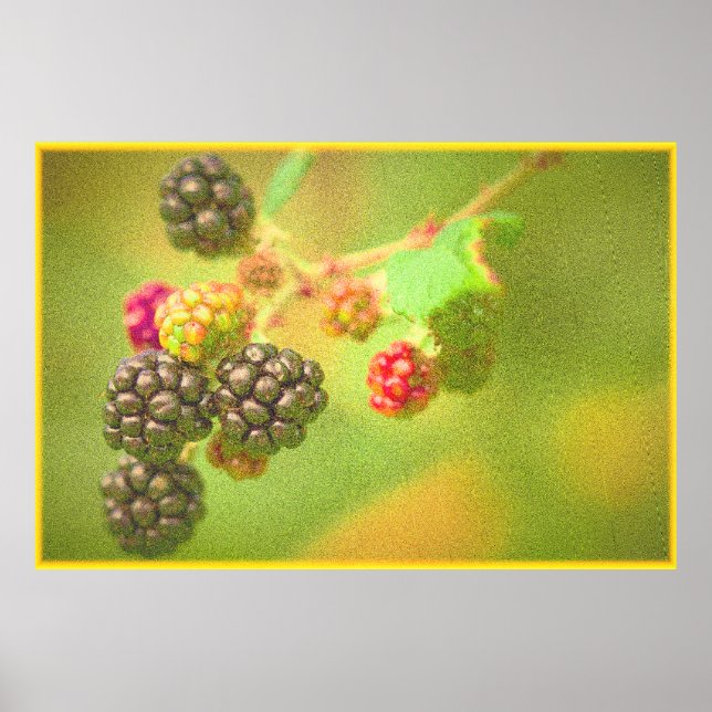Poster "Blackberries Fruit Plante" Photo mignonne. Comman (Devant)