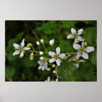 Blackberry Blossoms