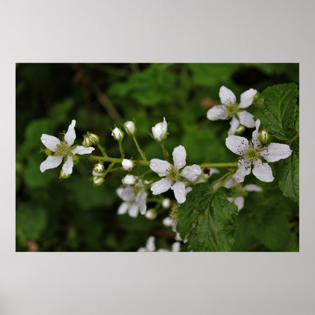 Poster Blackberry Blossoms (Devant)