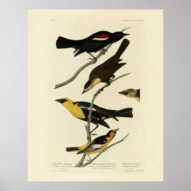 Poster Blackbirds et Oriole, les oiseaux d'Amérique d'Aud (Devant)