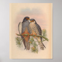 Blanc à ailes Kestrel Hawk Oiseau Vintage Imprimer