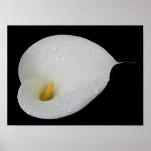 Poster blanc Arum Lily