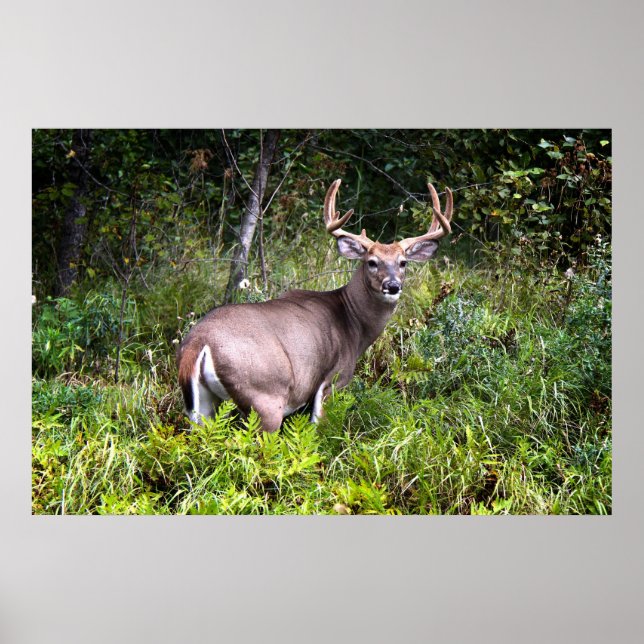 Poster blanc Buck Premium Gloss (Devant)