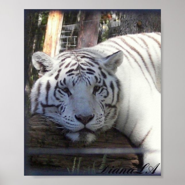 Poster blanc de tigre (Devant)