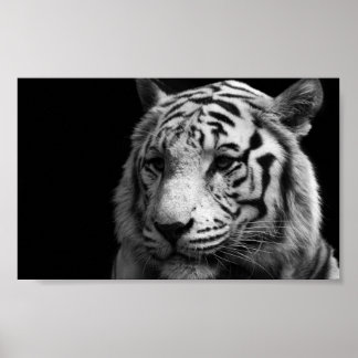 Poster blanc de tigre