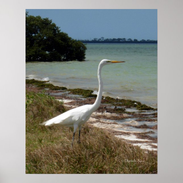 Poster blanc Egret 2 (Devant)
