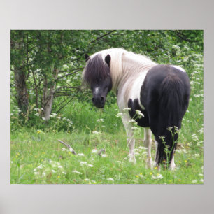 Poster Blanc et BlancPoney Piebalde dans une Prairie de F