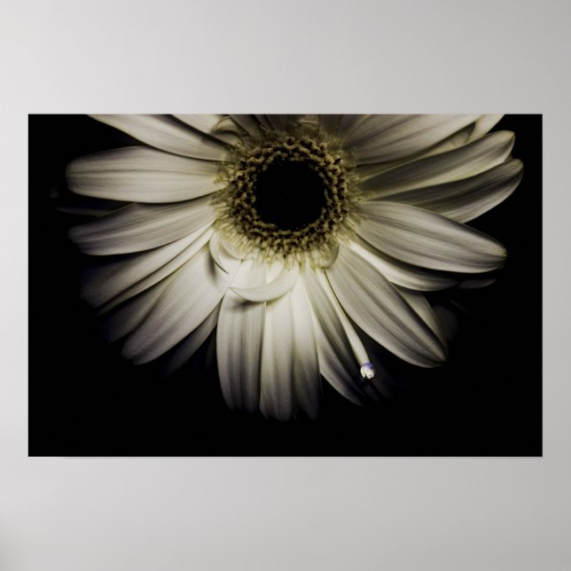 Poster Blanc Gerber Daisy (Devant)